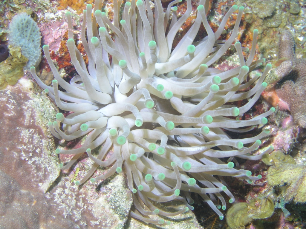 Anemone