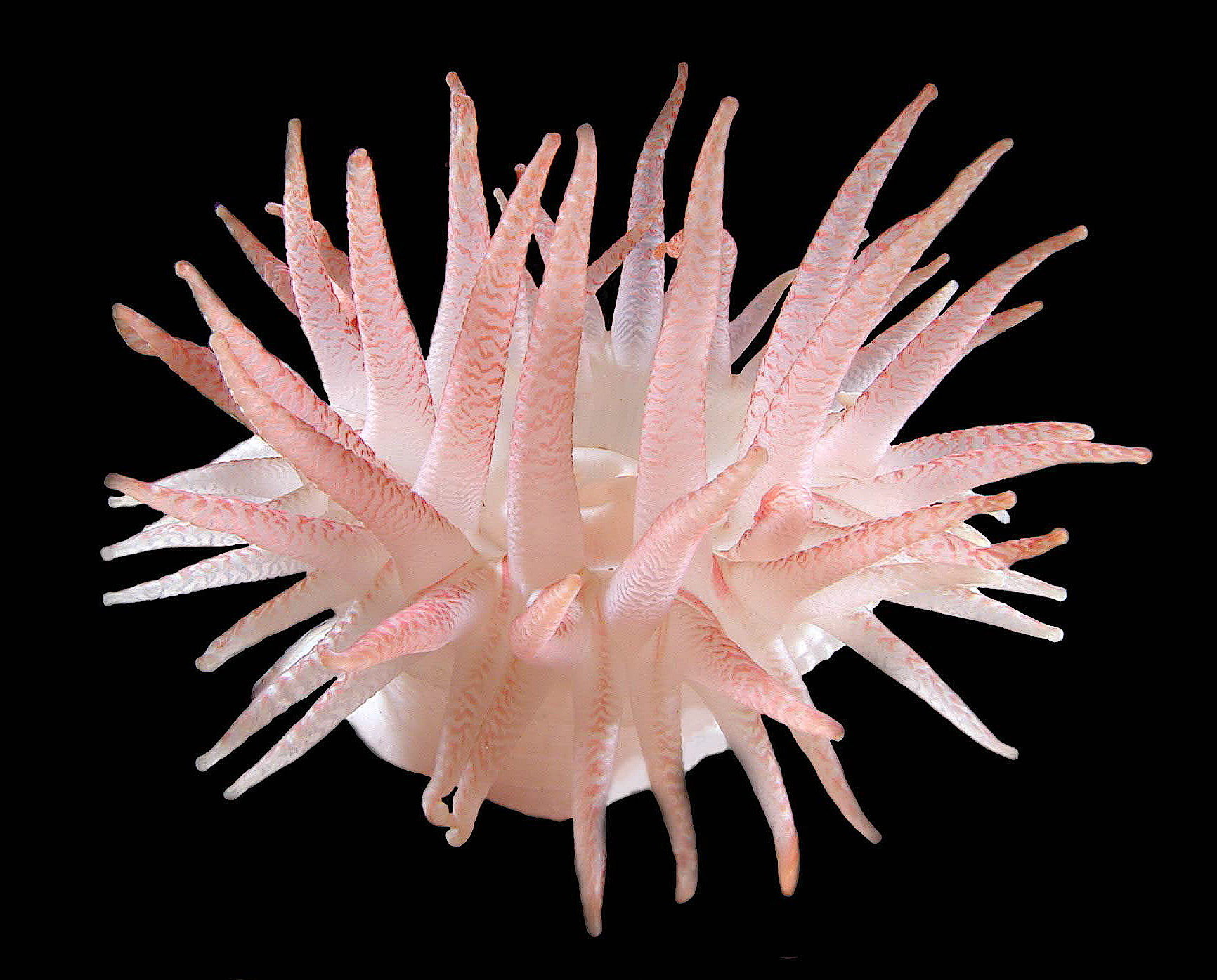 Anemone
