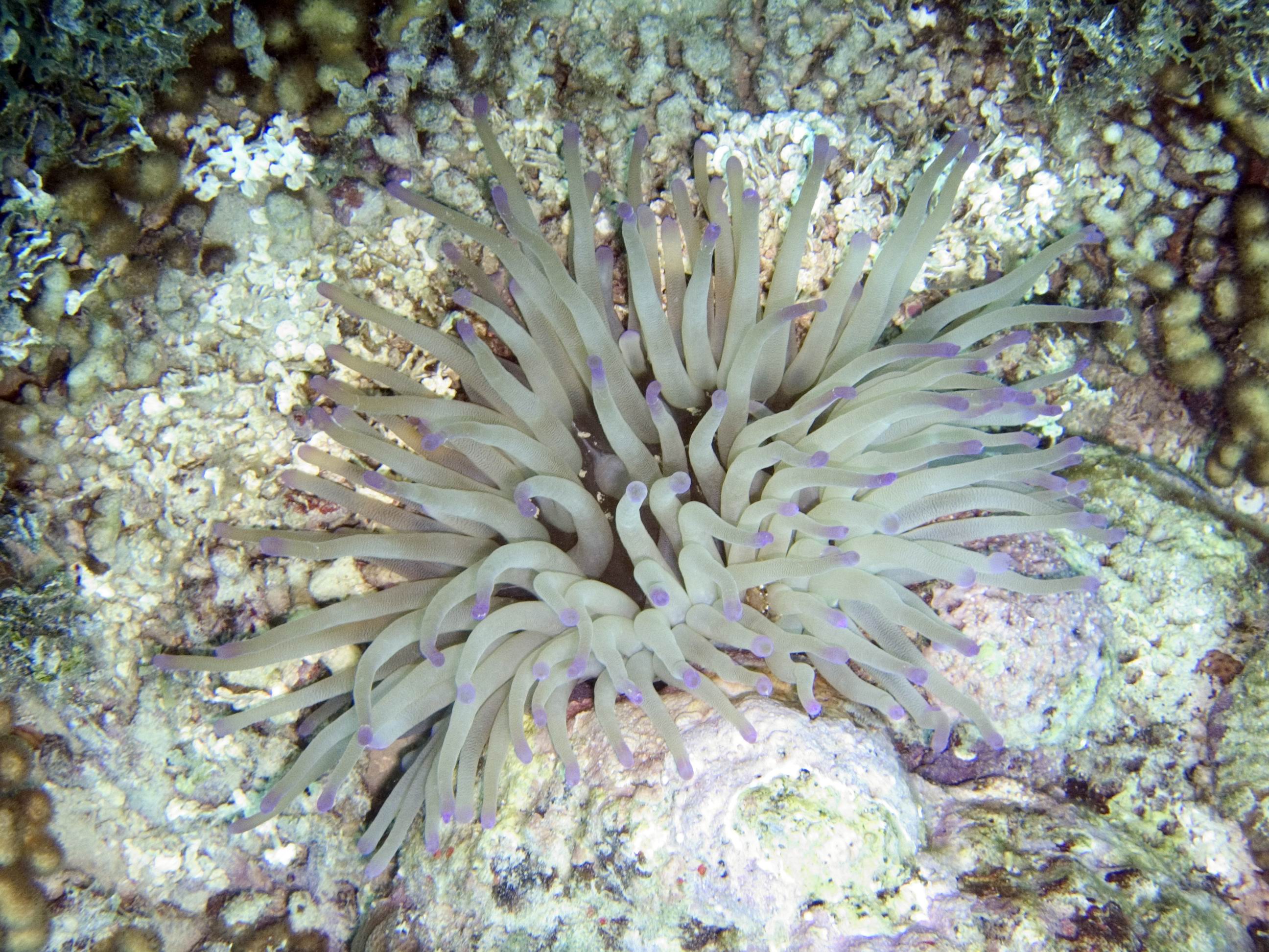 Anemone