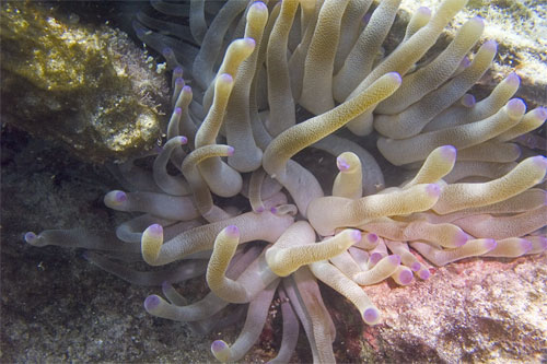 Anemone