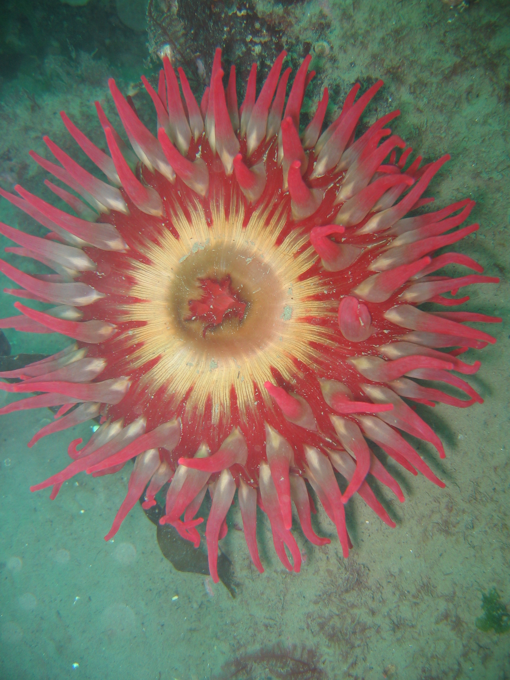 anemone