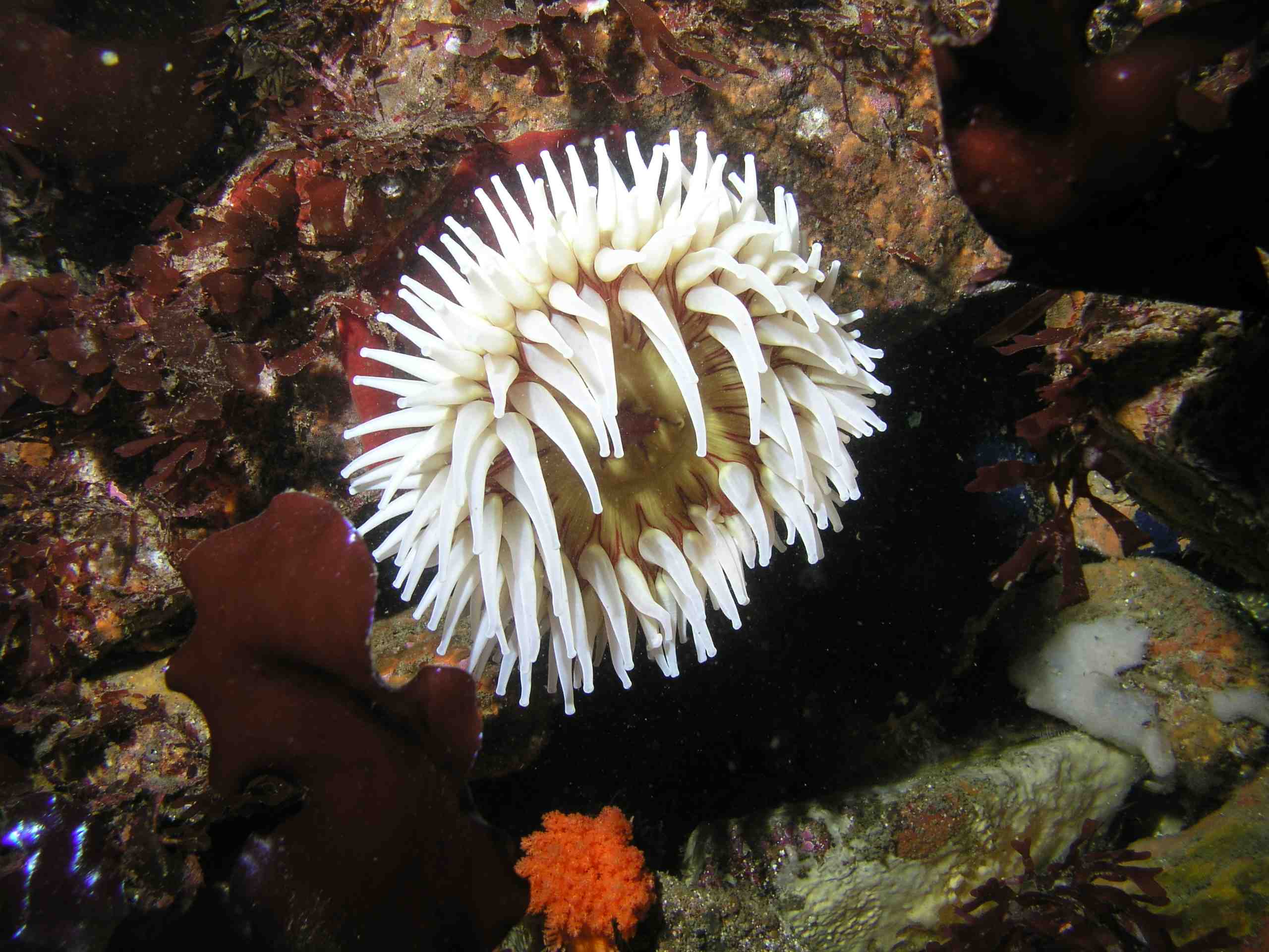 Anemone