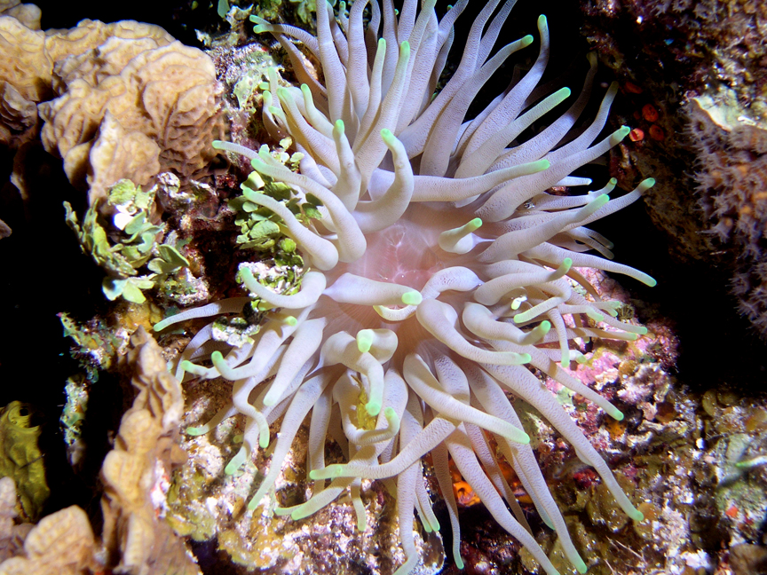 Anemone