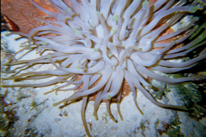 Anemone