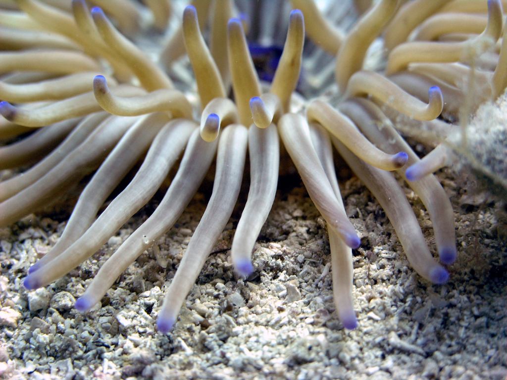 anemone