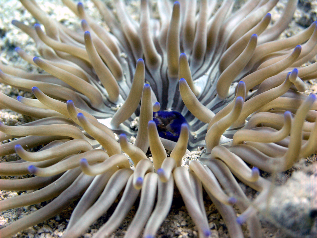 anemone