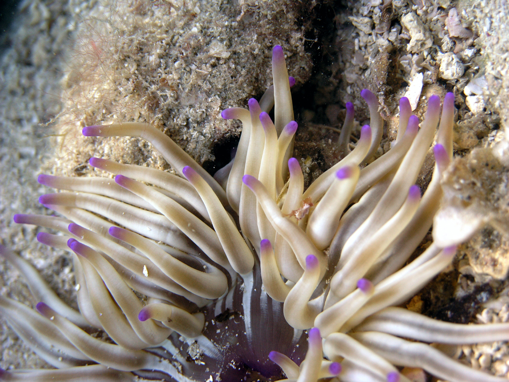 anemone