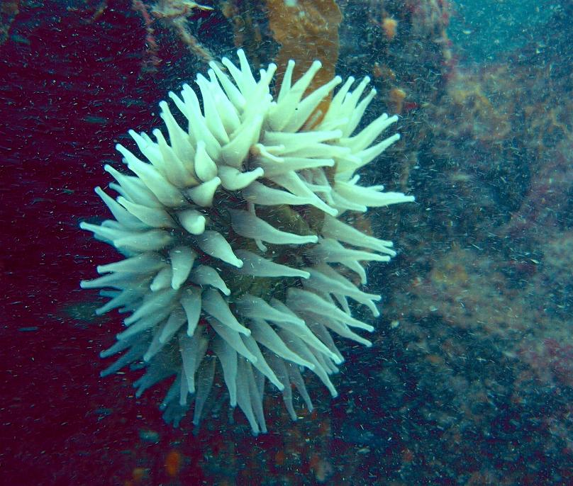 Anemone