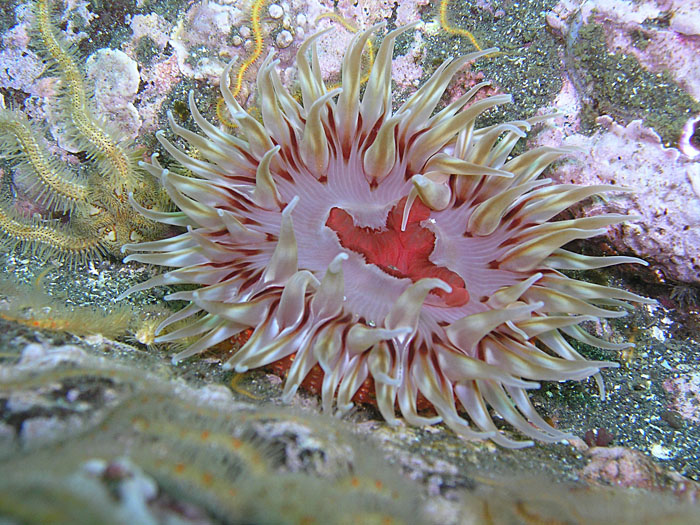 Anemone