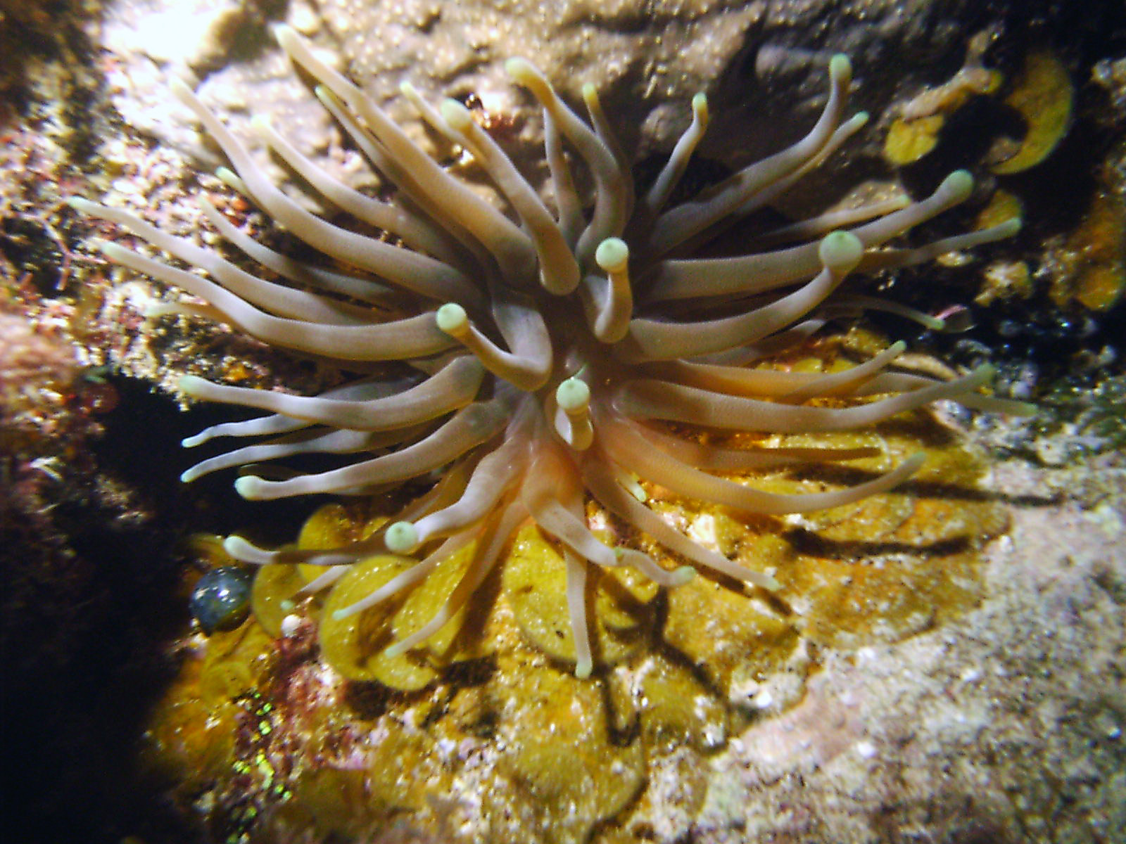 Anemone