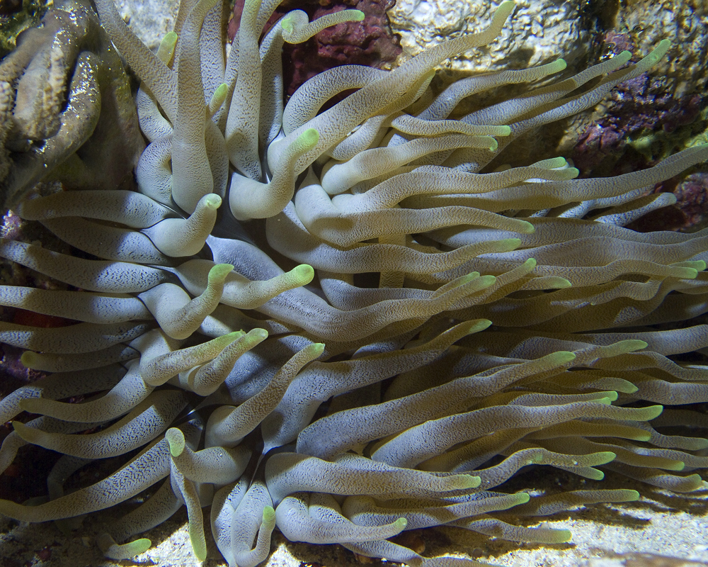 Anemone