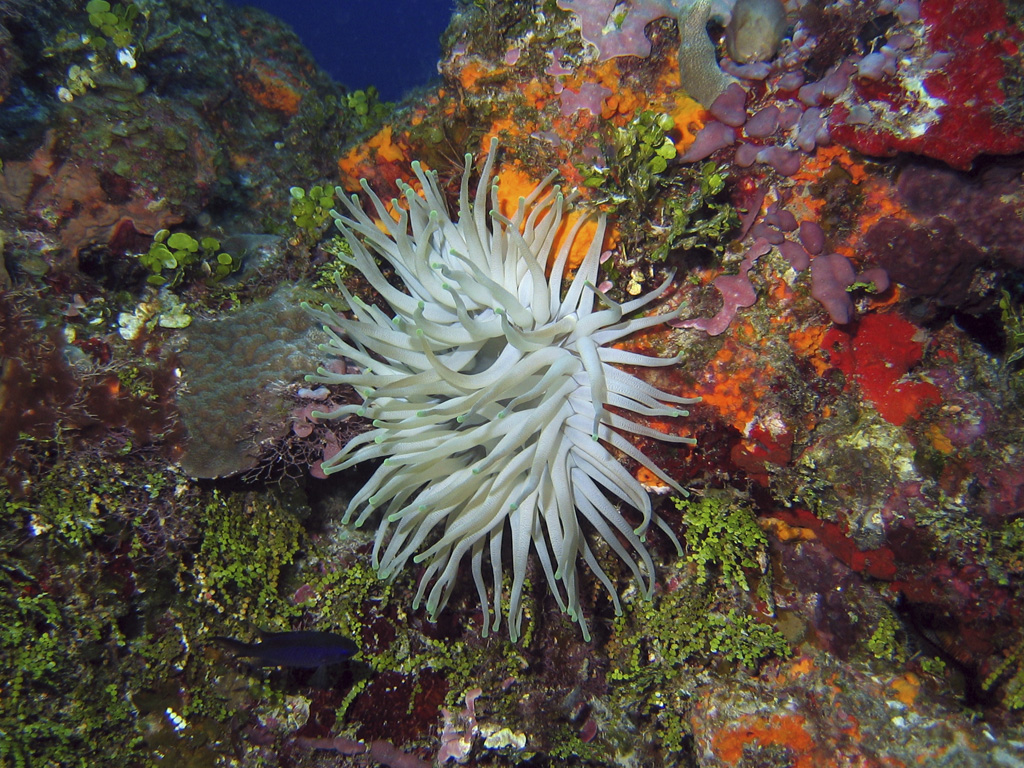 Anemone