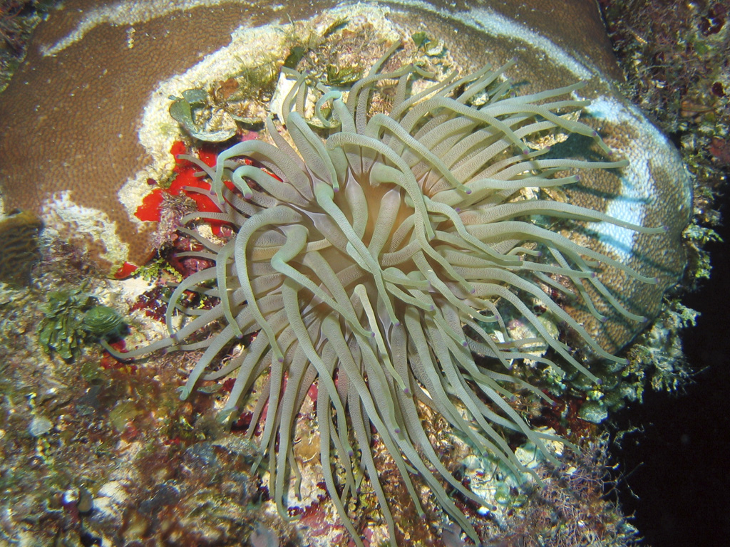 Anemone