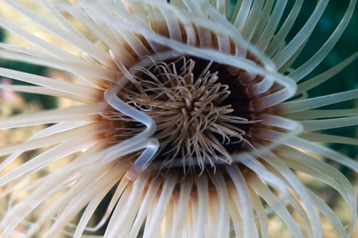 anemone1