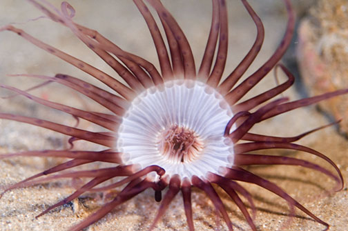 anemone_1_1-07