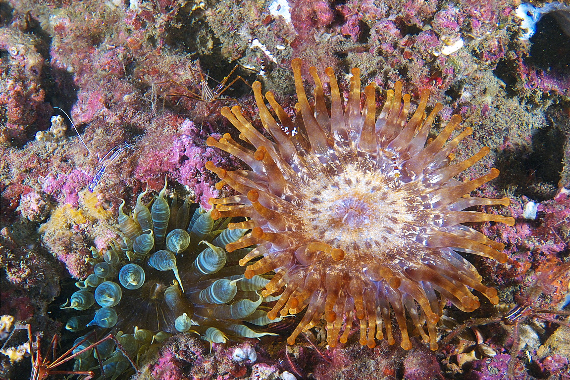 anemone_2011_07_10_01