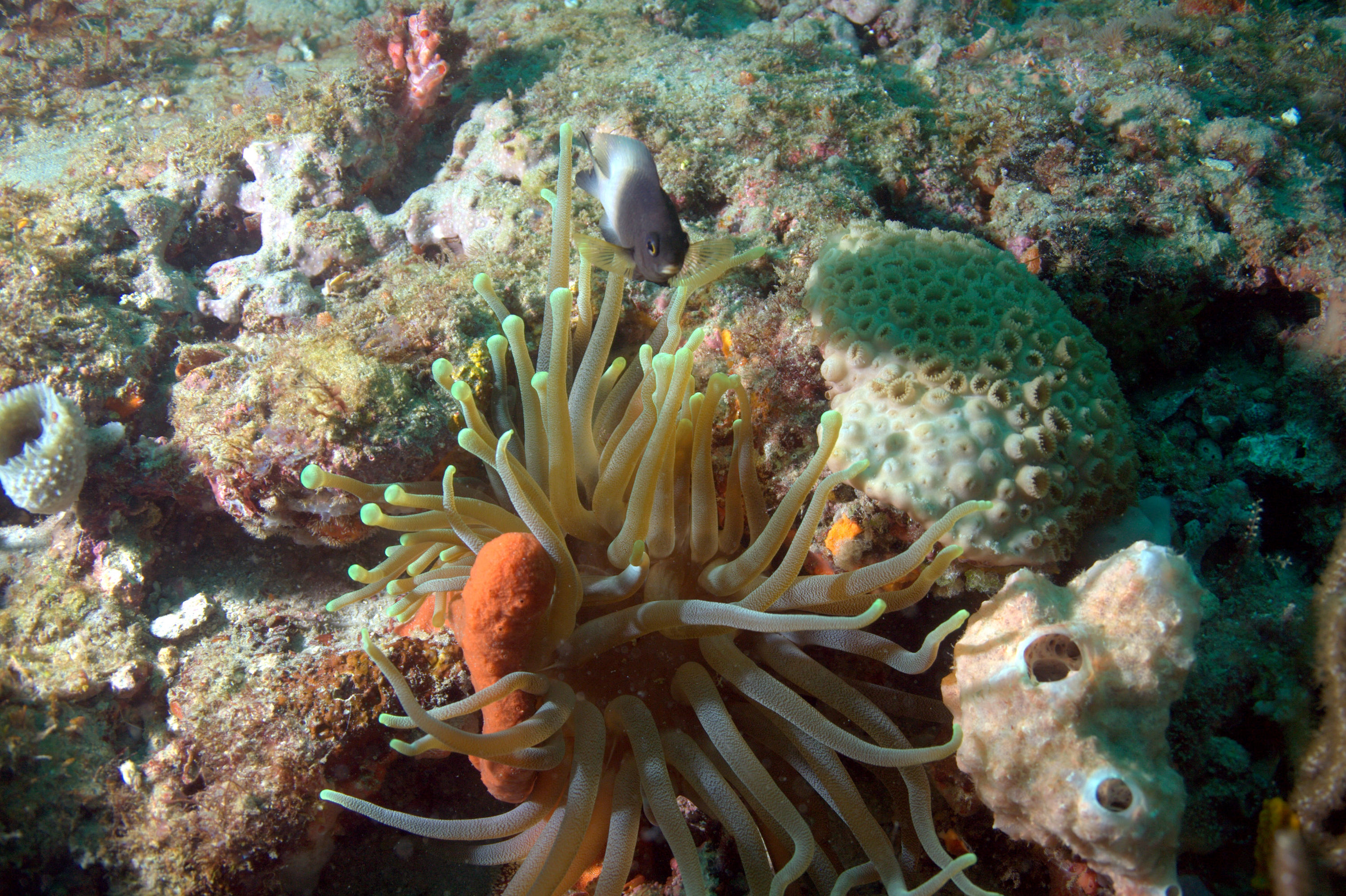 Anemone_and_fish