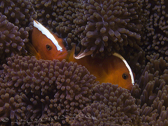 Anemone_Clownfish-2188