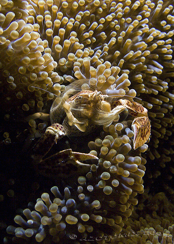 Anemone_Crab-2006