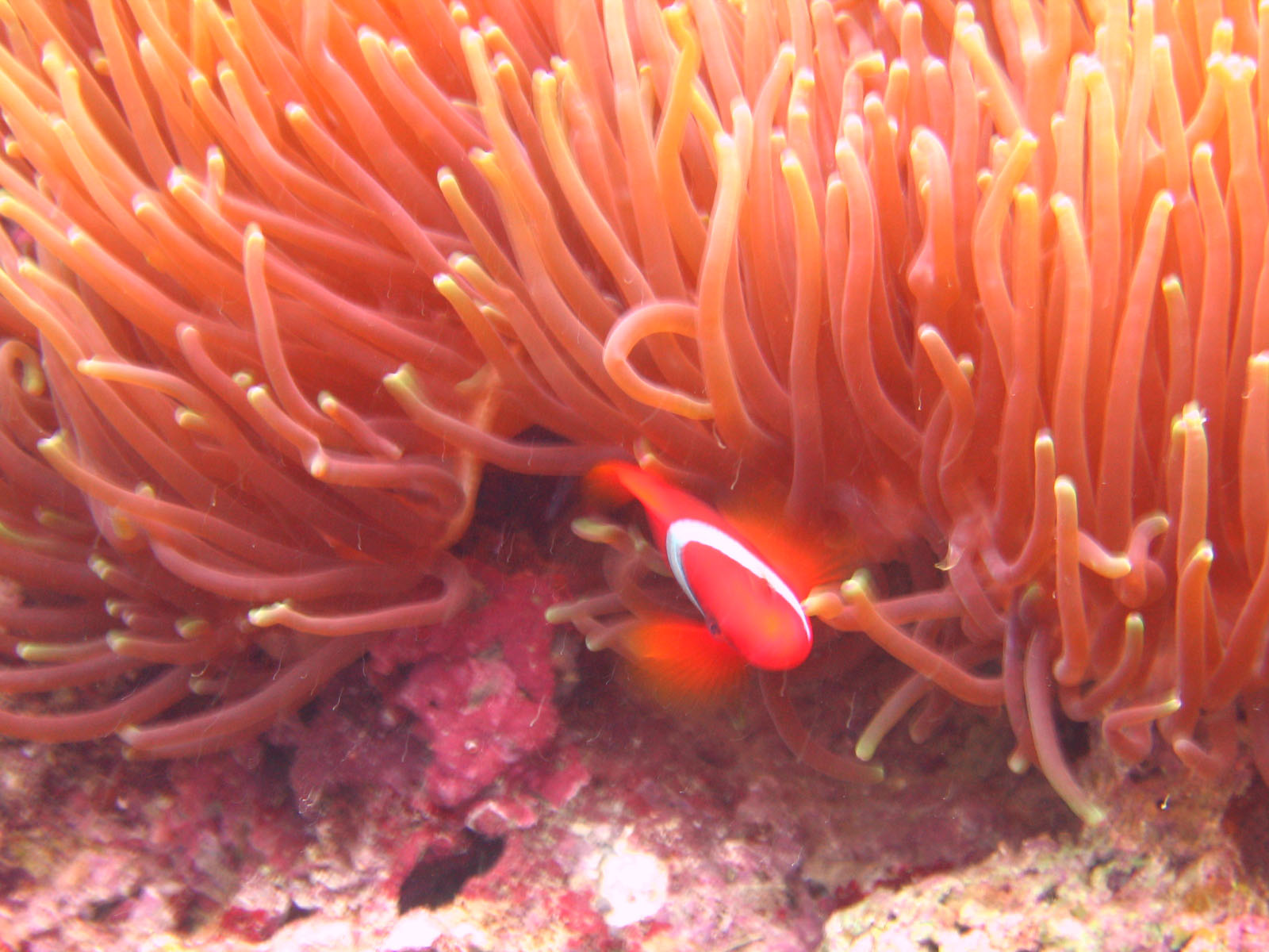 anemone_fish