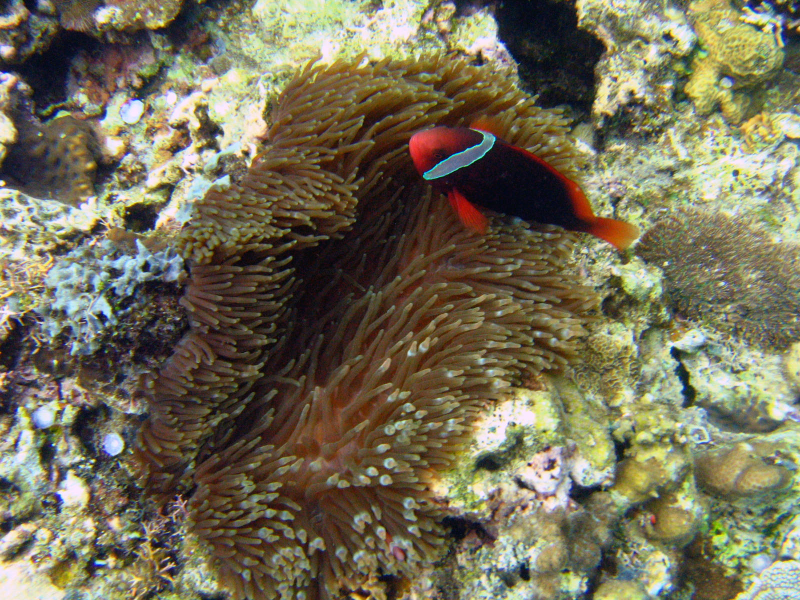 anemone_fish_too