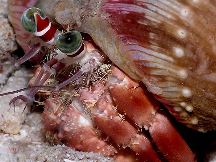 Anemone_hermit_crab_by_mayang