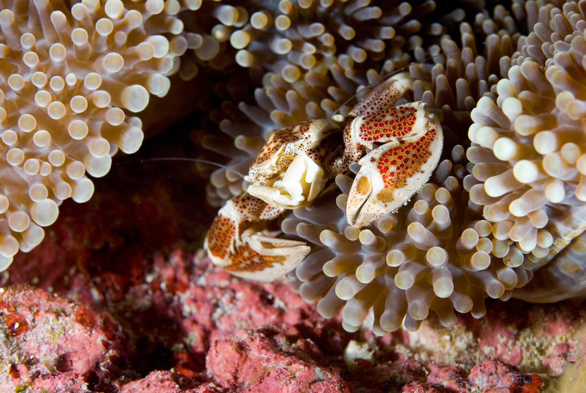 Anemone_porcelain_crab_3