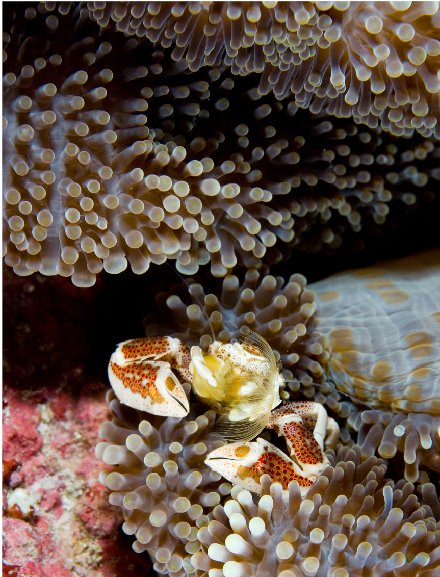 Anemone_porcelain_crab_4