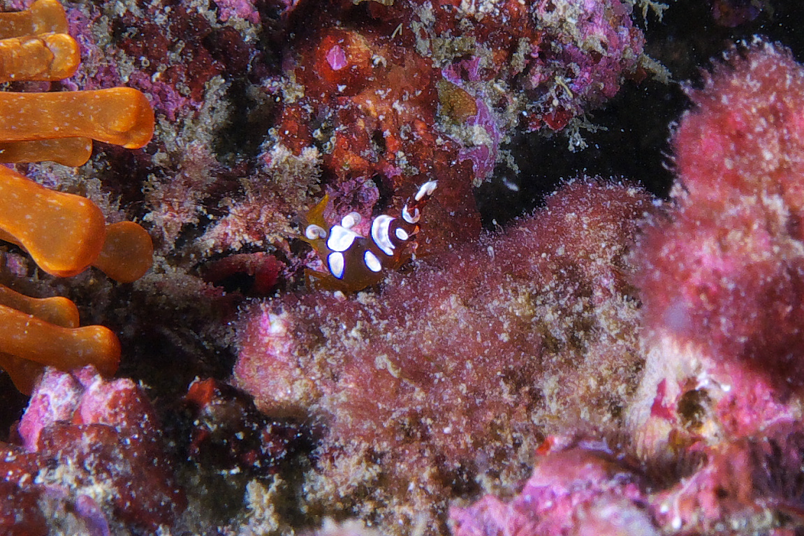 anemone_shrimp_2011_07_01