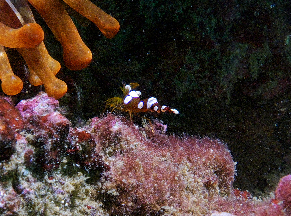 anemone_shrimp_2011_07_02