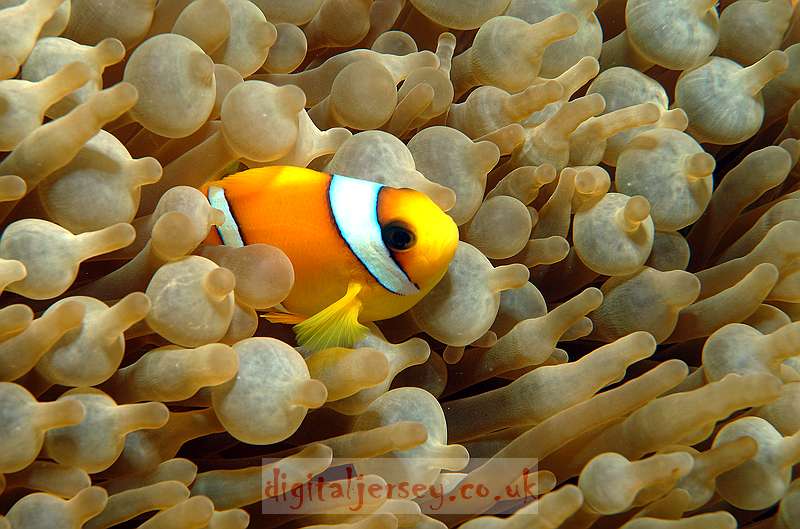 Anemonefish in a Bubble Anemone
