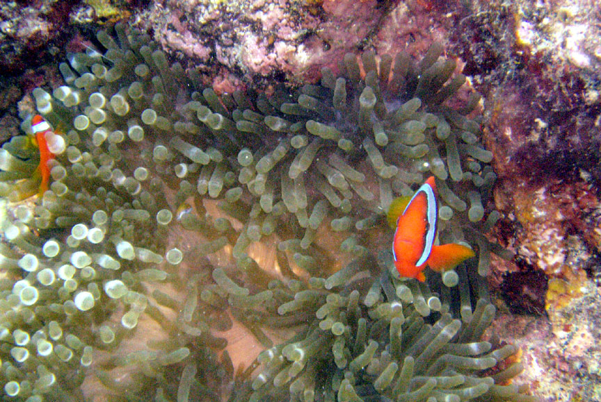 Anemonefish in Anemone