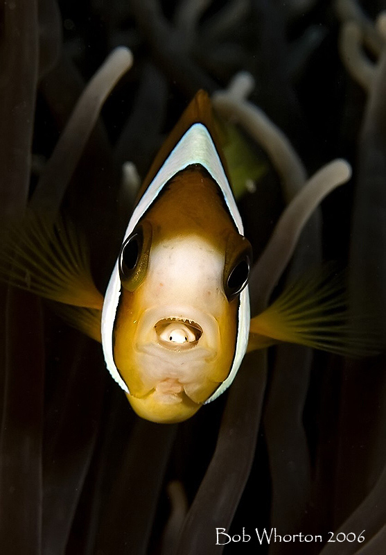 Anemonefish ith parasite