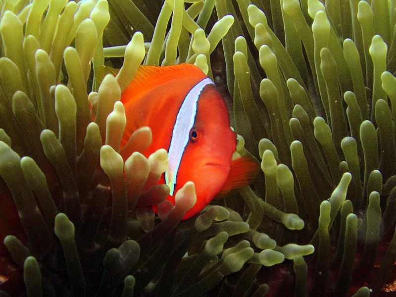 Anemonefish peering out