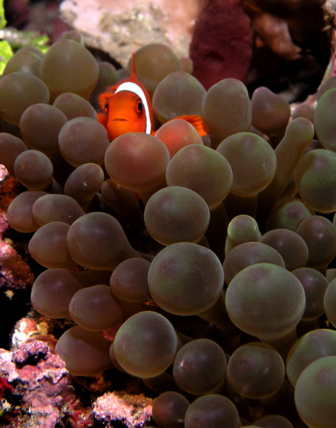 Anemonefish tucked away