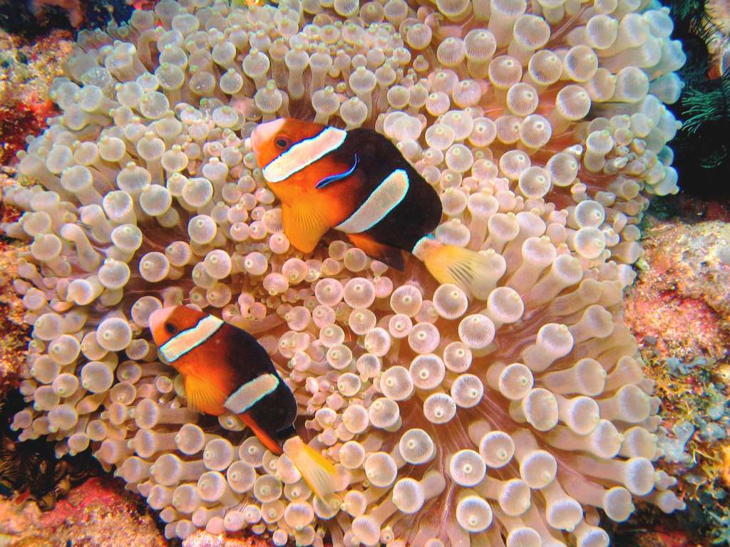 Anemonefish with cleaner wrasse