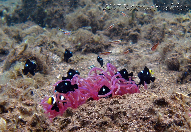 anemonefish