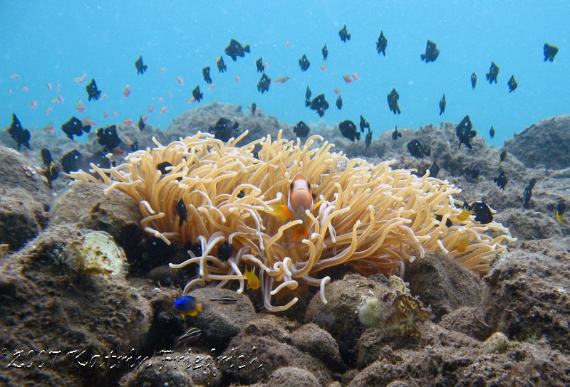 anemonefish