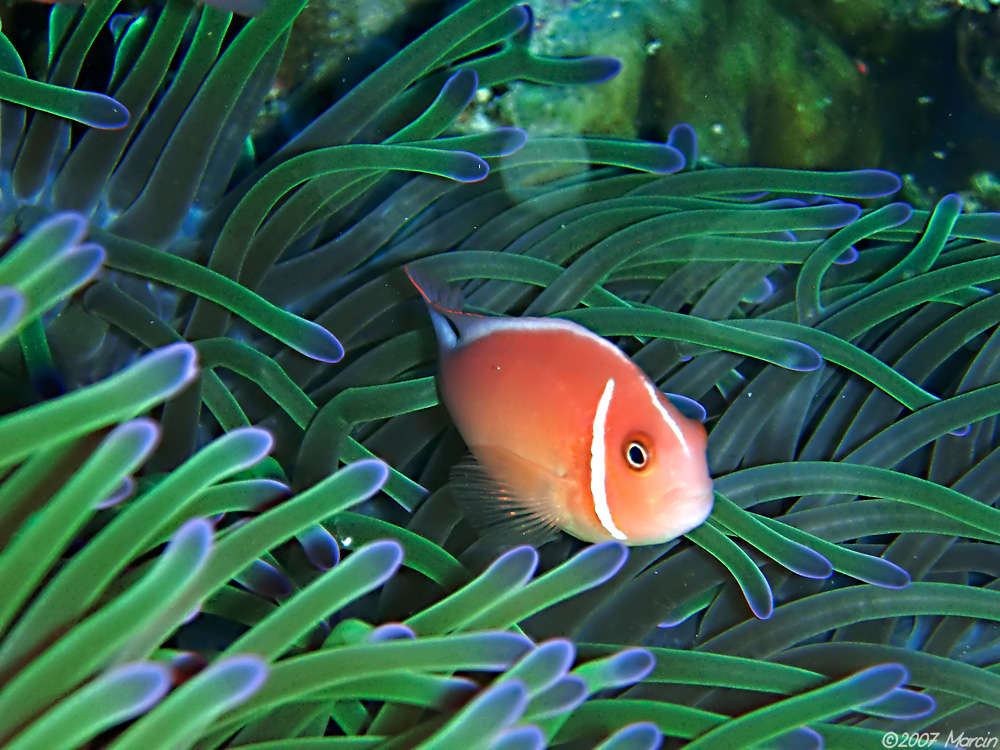 Anemonefish