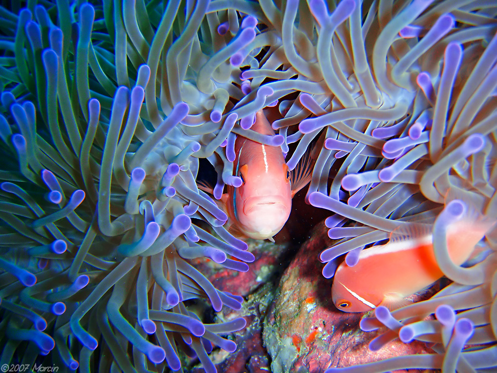 Anemonefish