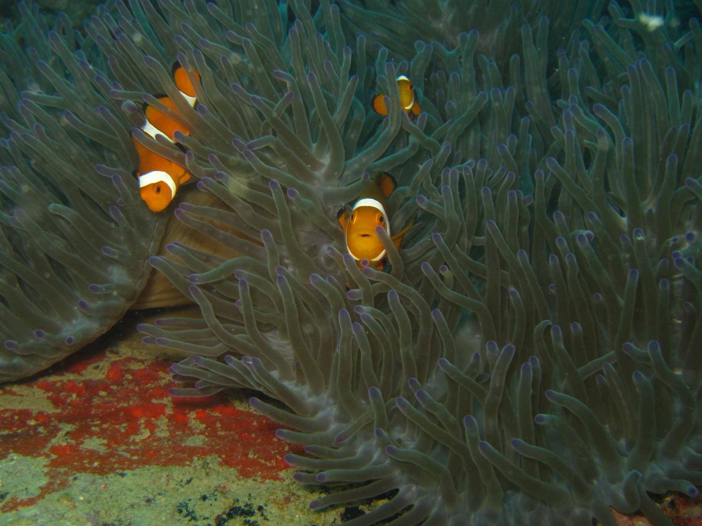 anemonefish