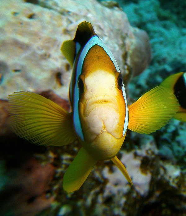 Anemonefish