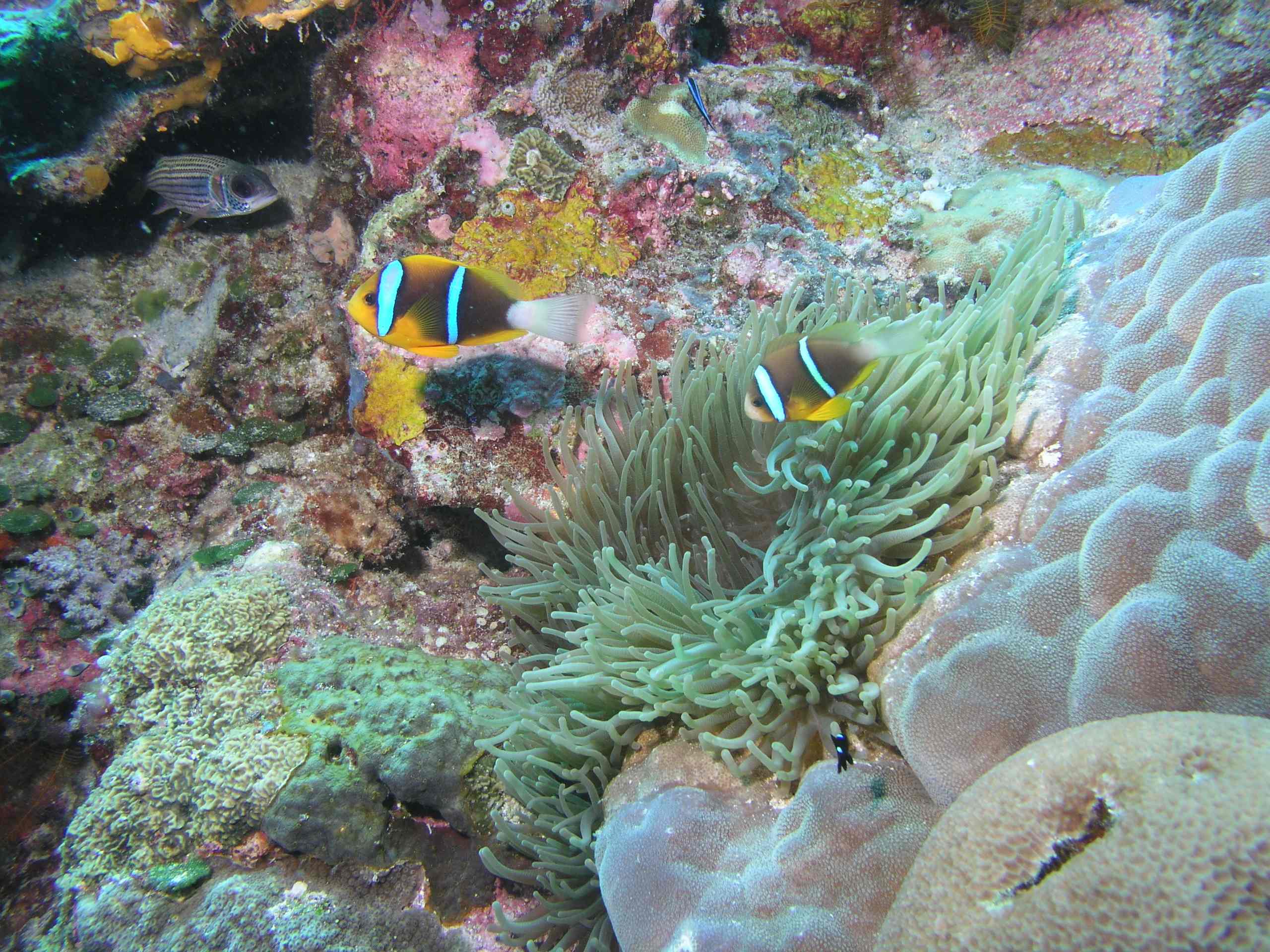 Anemonefish