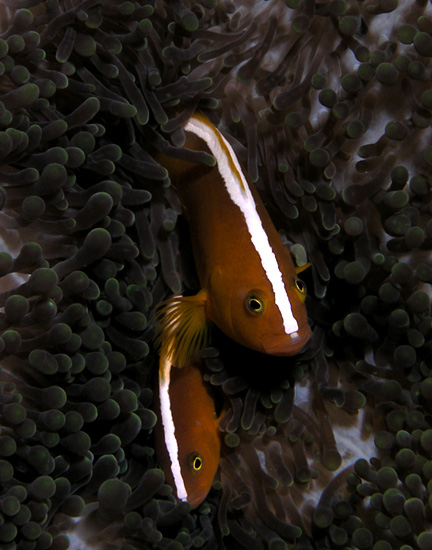 Anemonefish