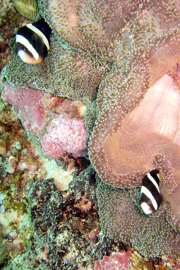 Anemonefish