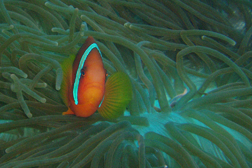 Anemonefish