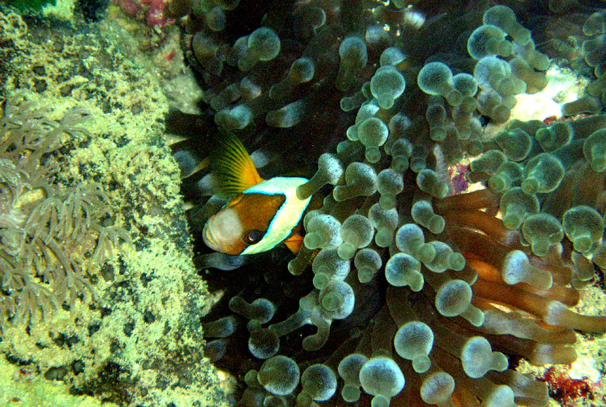 Anemonefish