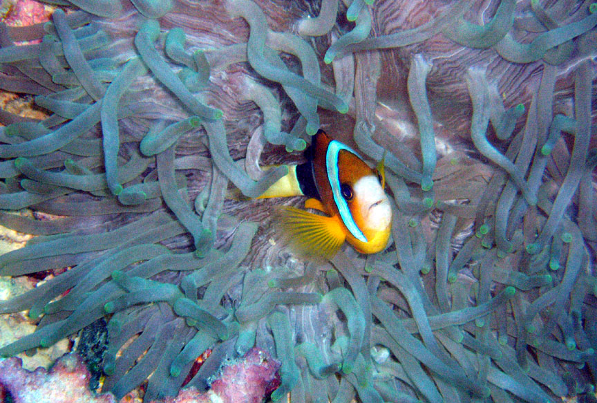 Anemonefish