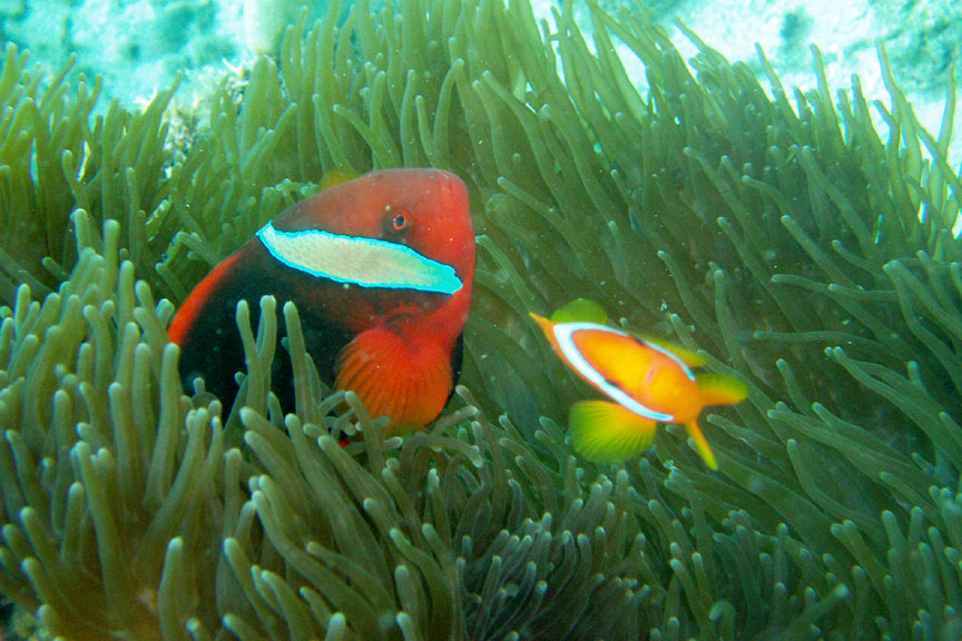 Anemonefish