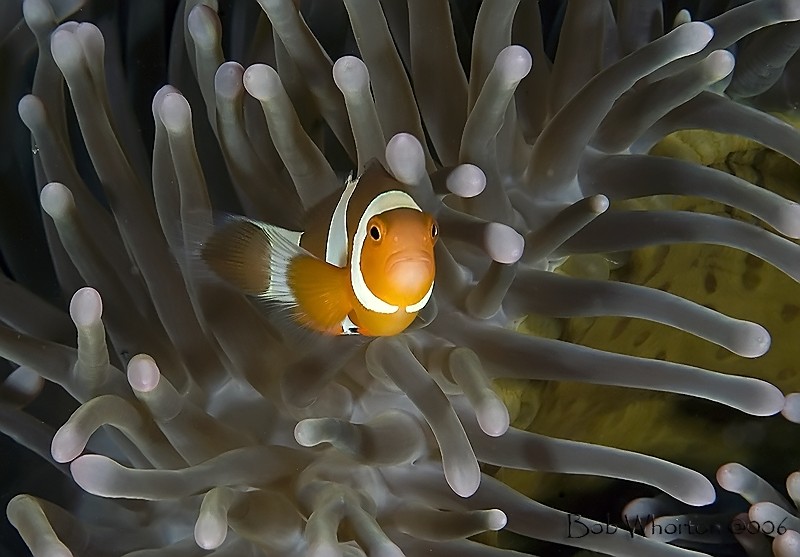 Anemonefish